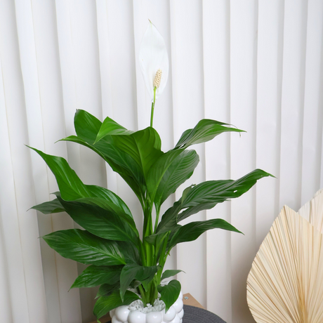 Spathiphyllum Peace Lily in Ceramic Pot