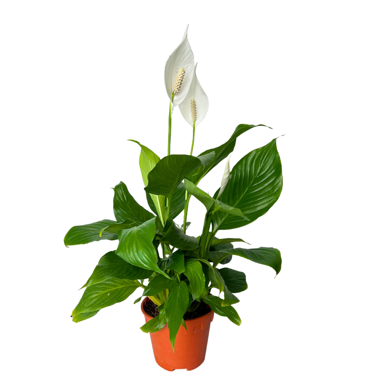 peace lily 中文 Spathiphyllum (Peace lily) 15cm pot