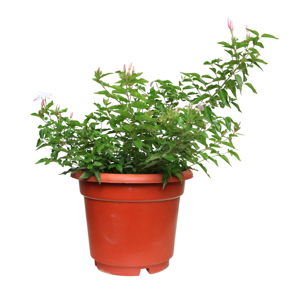 Pink geraniums in flowerpot.