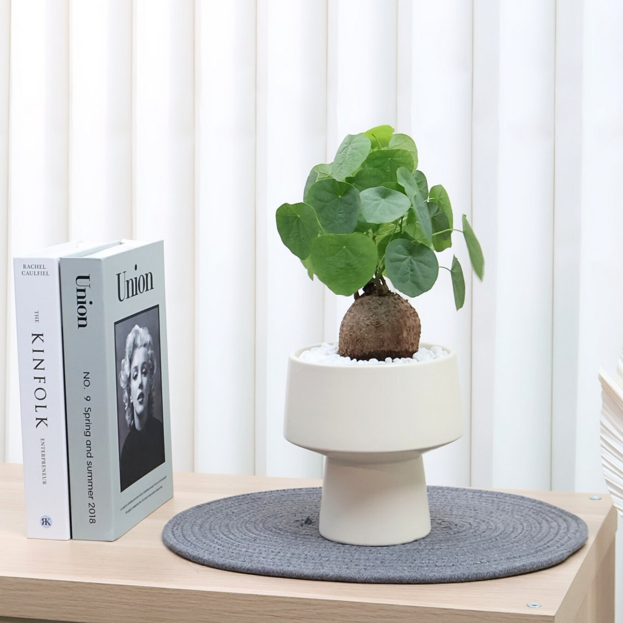 Stephania Erecta in Ceramic Pot