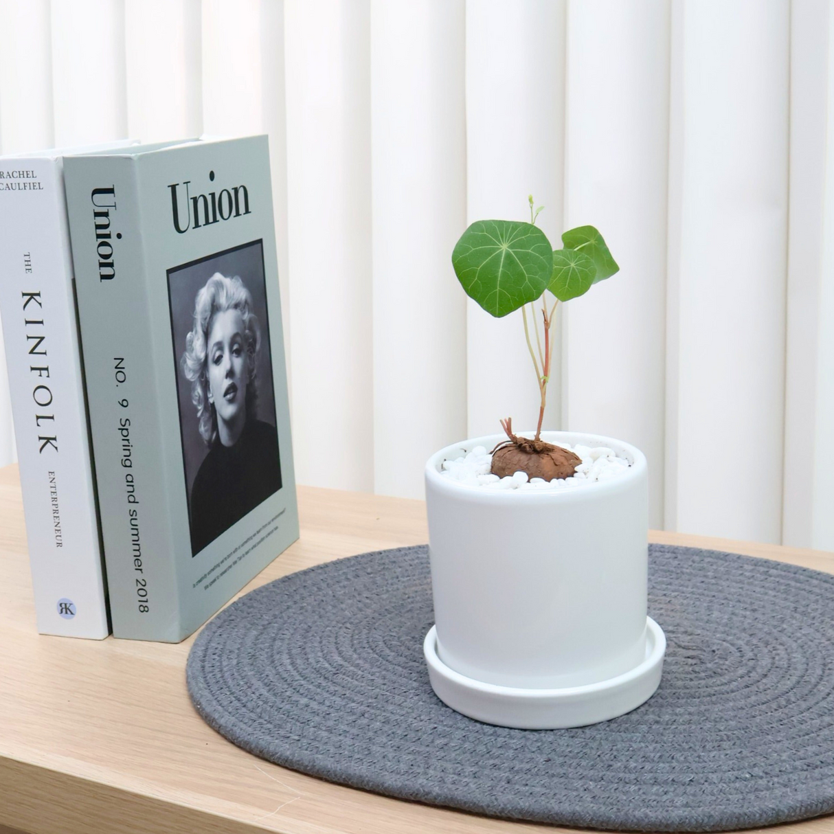 Stephania Erecta in Ceramic Pot