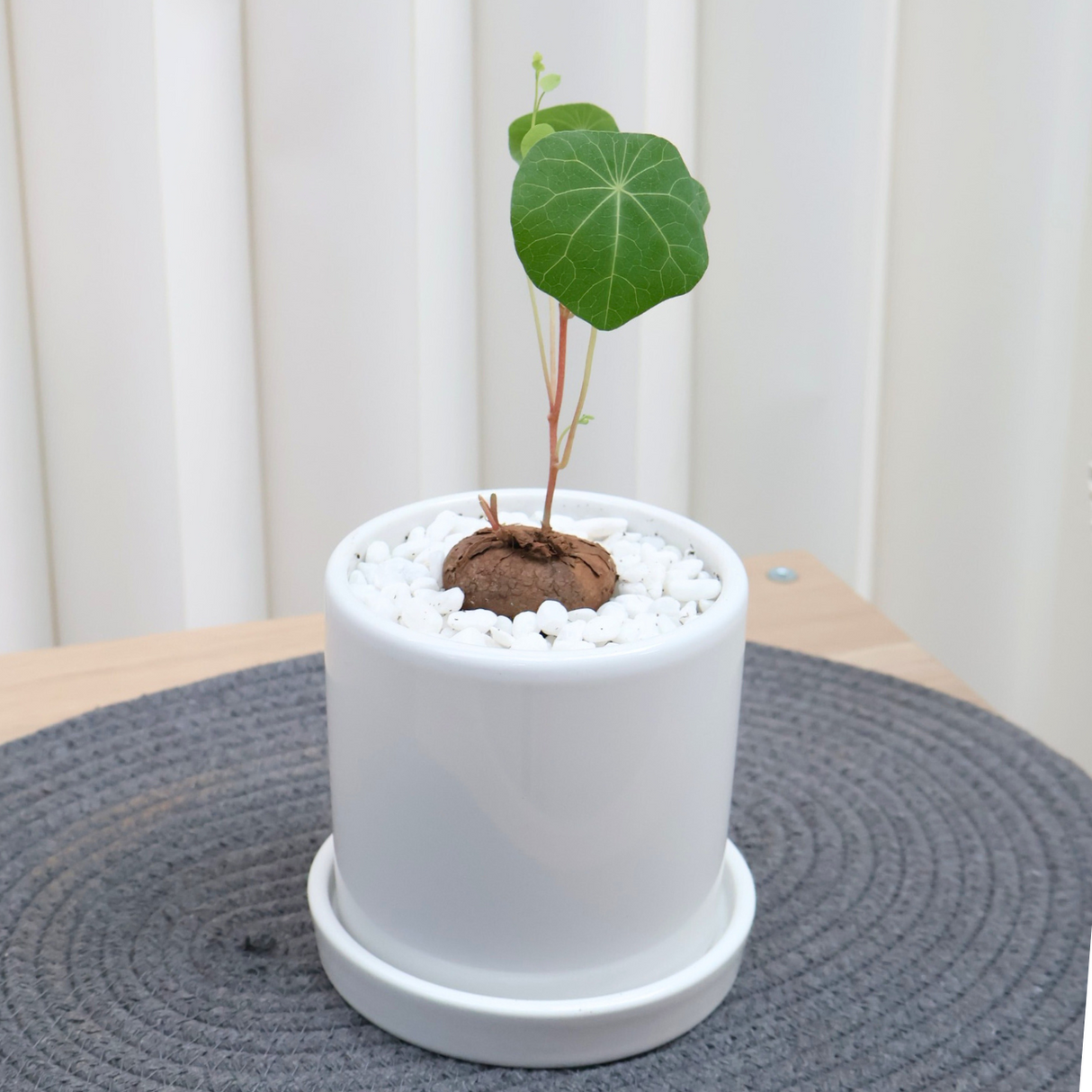 Stephania Erecta in Ceramic Pot