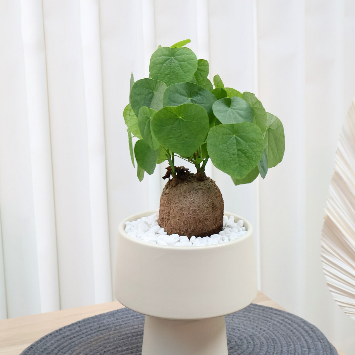 Stephania Erecta in Ceramic Pot