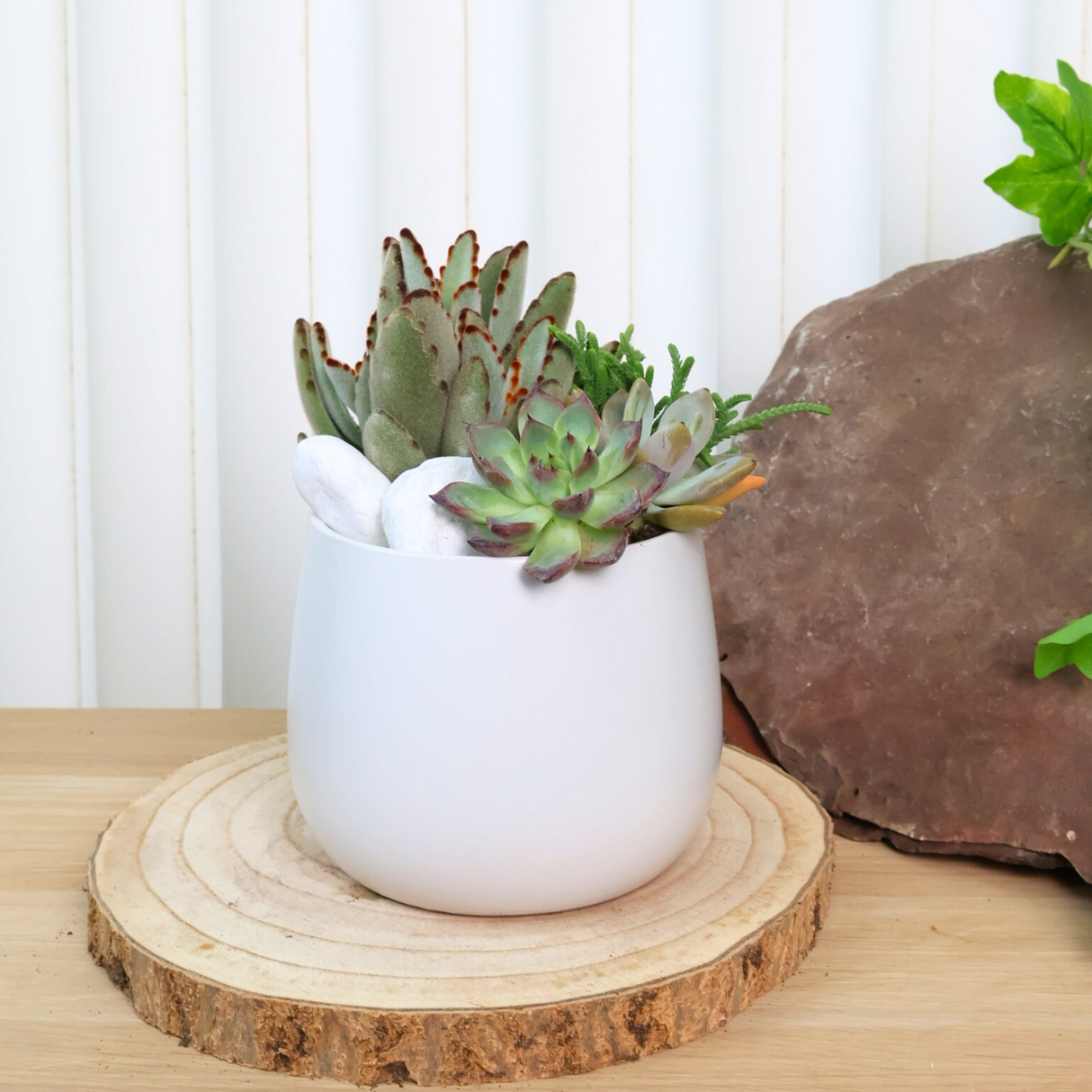 Pachyphytum and Echeveria succulent plants in stoneware vase.