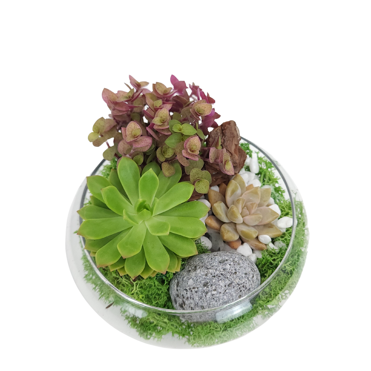 Succulent Sensation