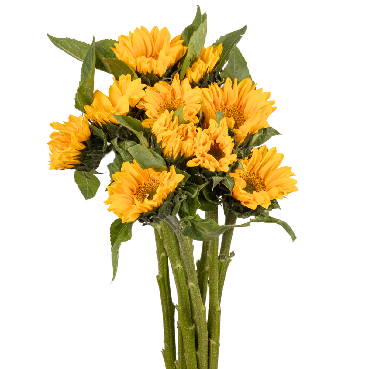 Sunflower Mini (China)