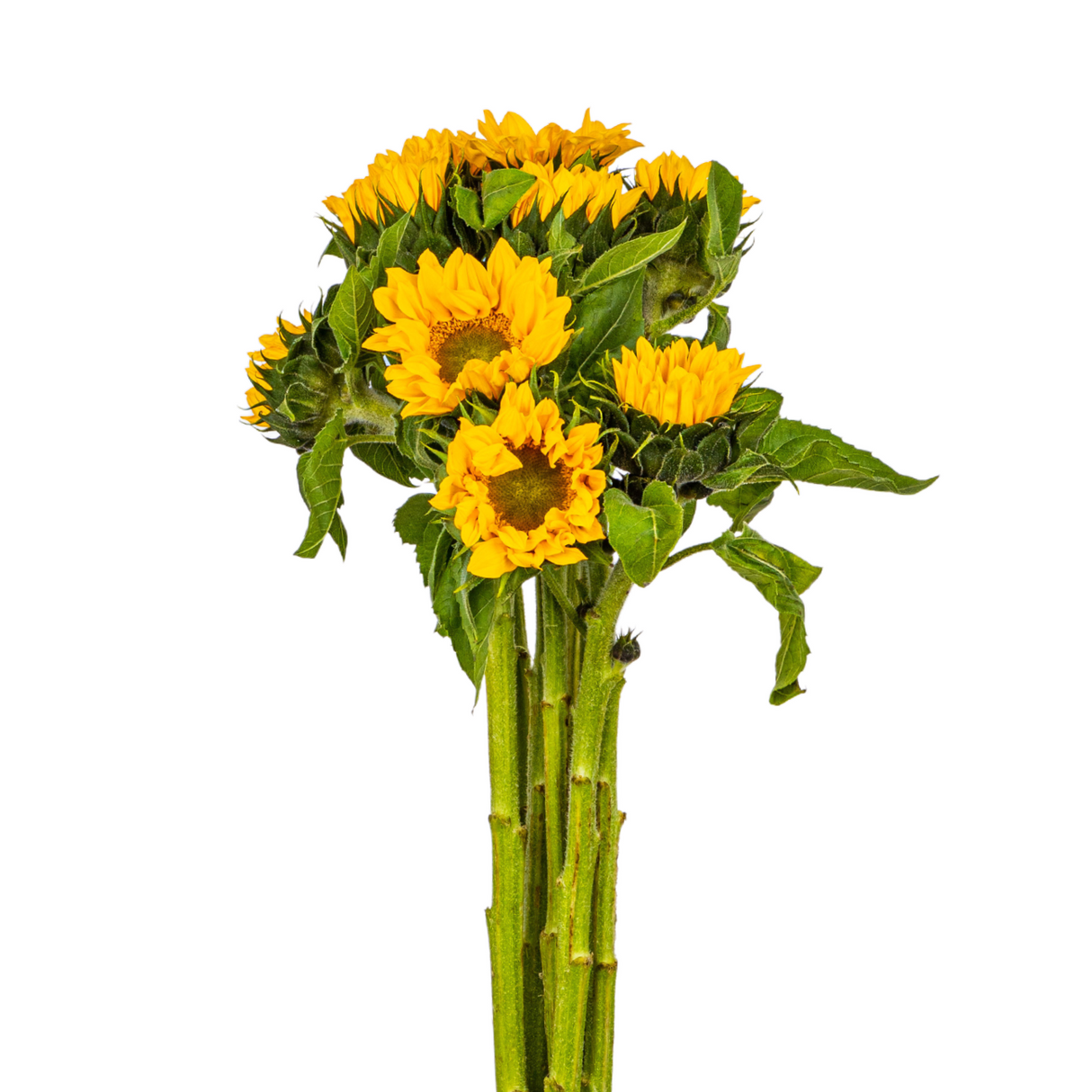 Yellow common sunflower bouquet in vase.