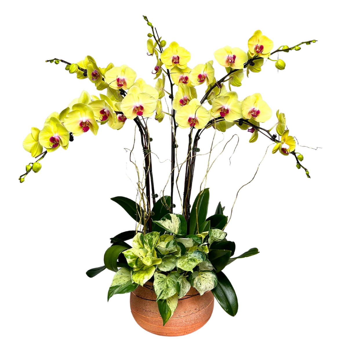 Sunlit Meadows (5 Single Stem) - Orchid Phalaenopsis