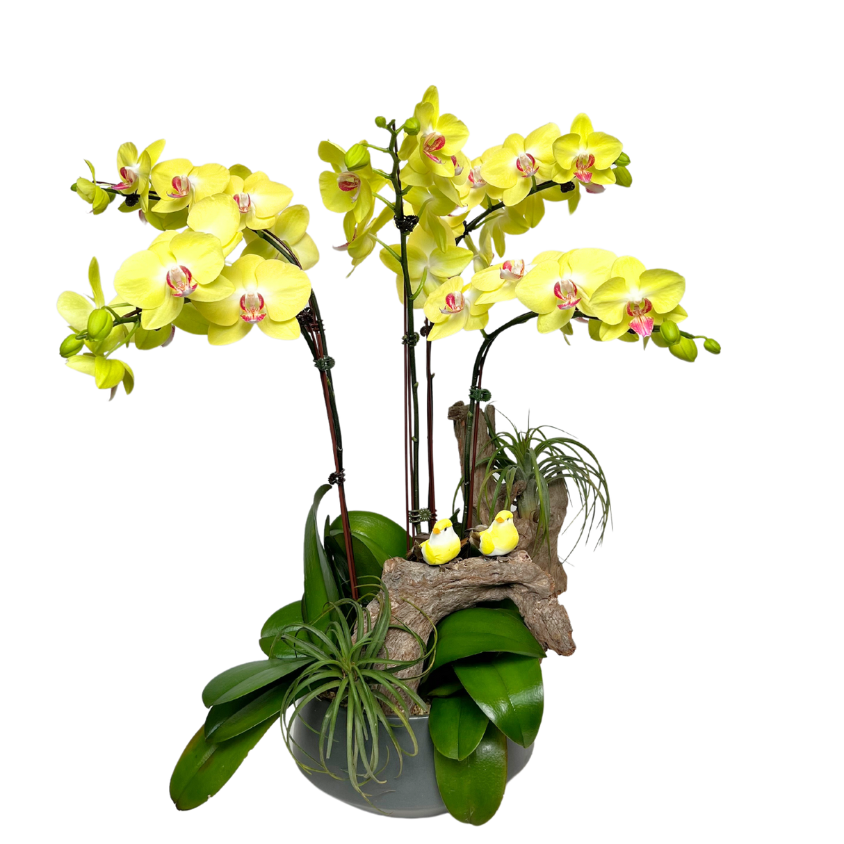 Swallowtail Symphony (5 Single Stem) - Orchid Phalaenopsis