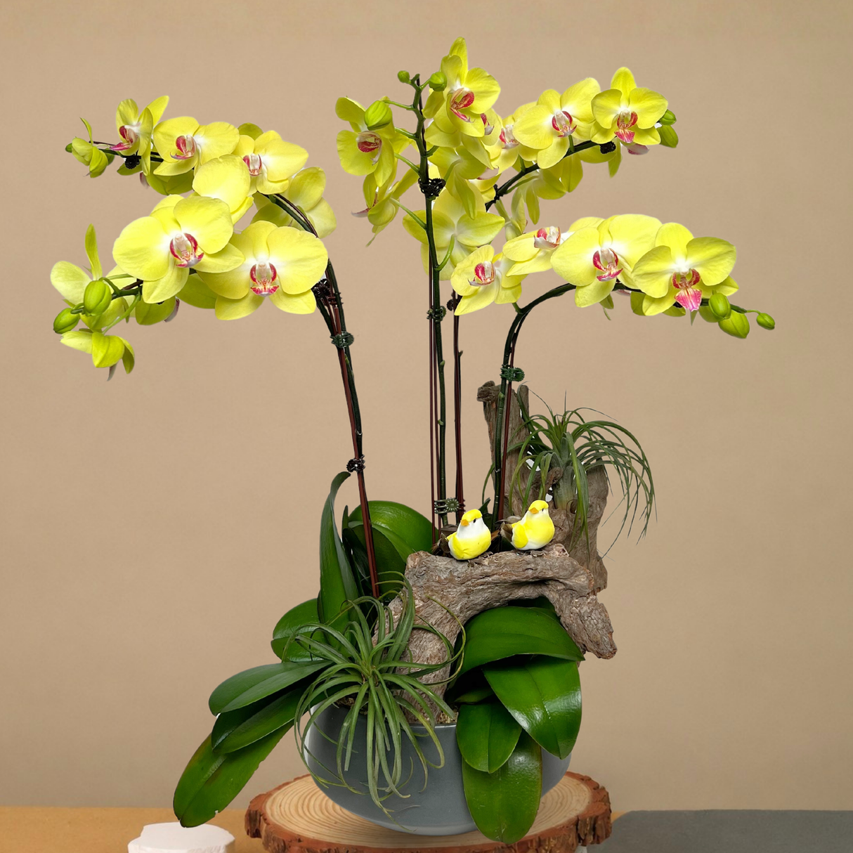 Swallowtail Symphony (5 Single Stem) - Orchid Phalaenopsis