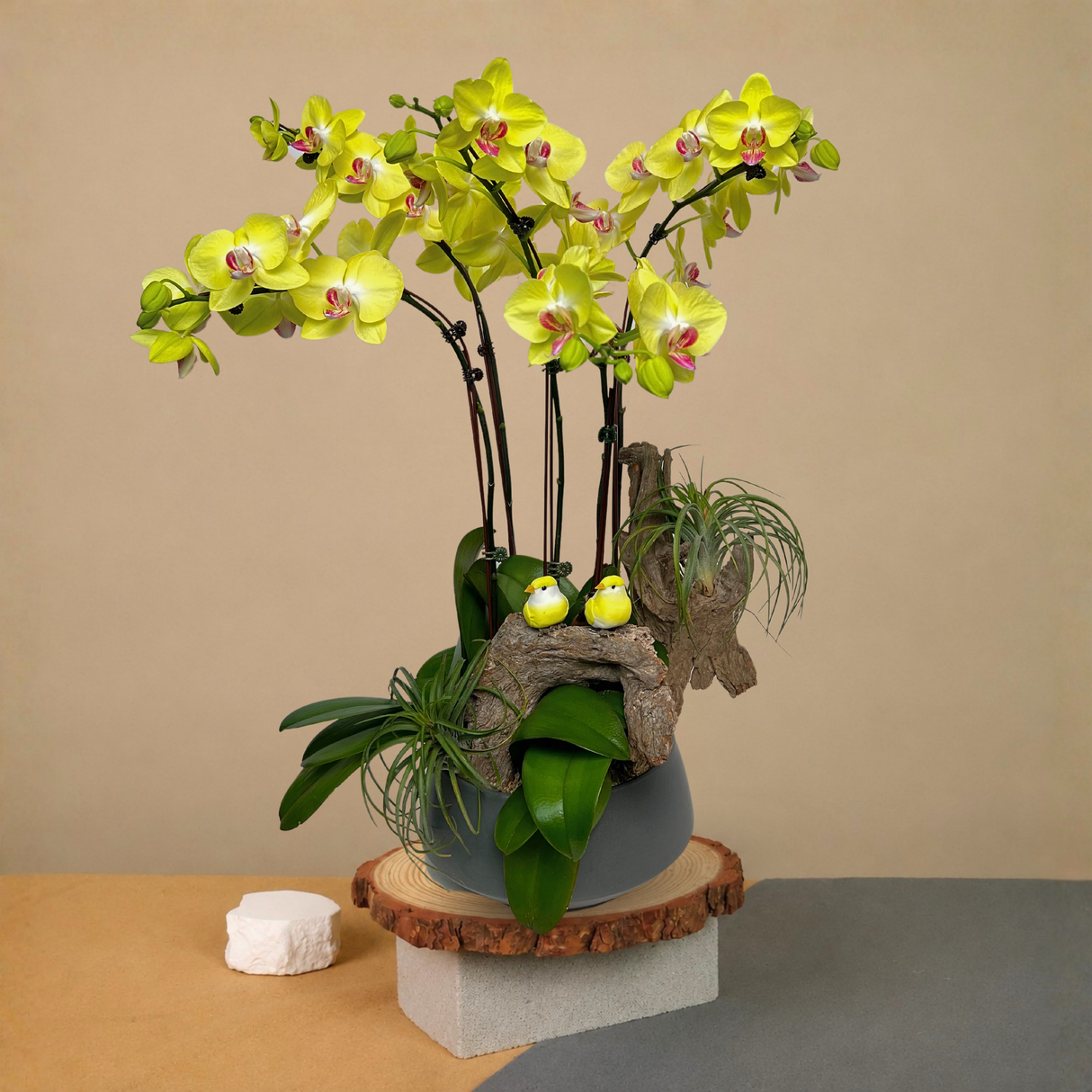 Swallowtail Symphony (5 Single Stem) - Orchid Phalaenopsis