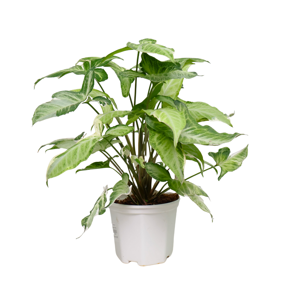 Syngonium Three Kings