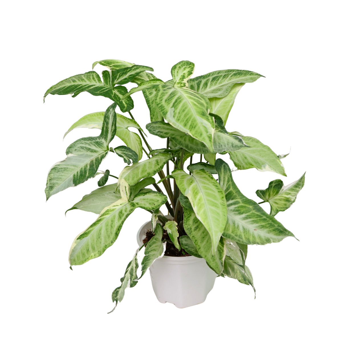 Syngonium Three Kings