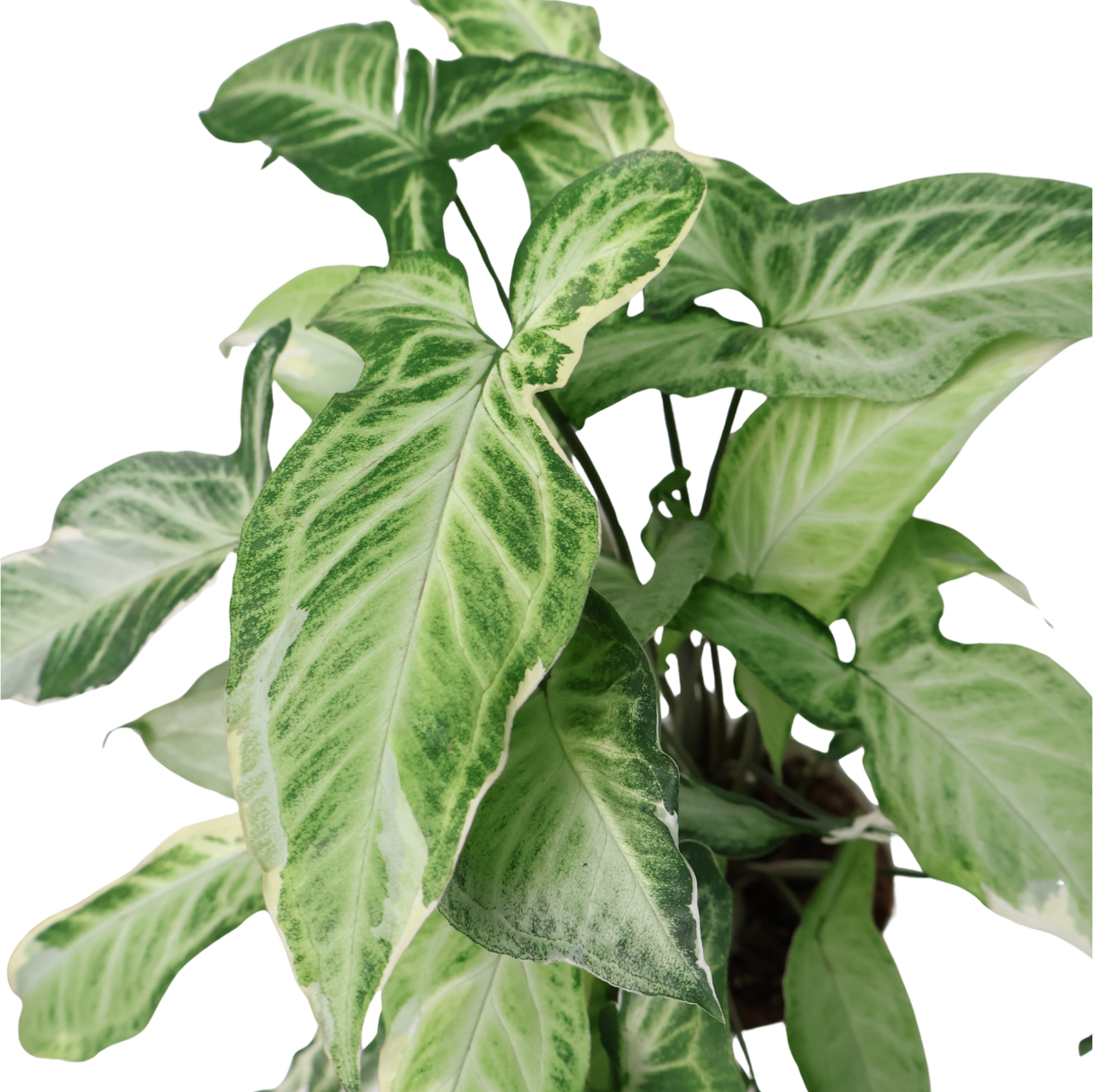 Syngonium Three Kings