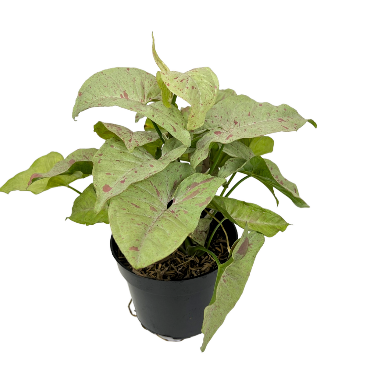 Syngonium Milk Confetti