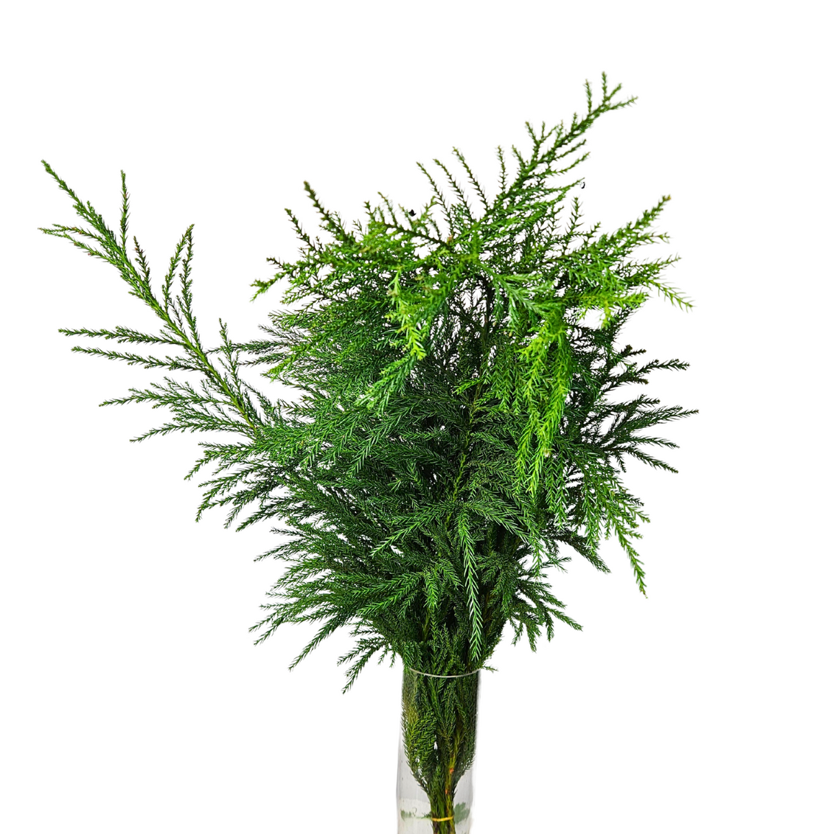 Tian Zhu Shao (China)