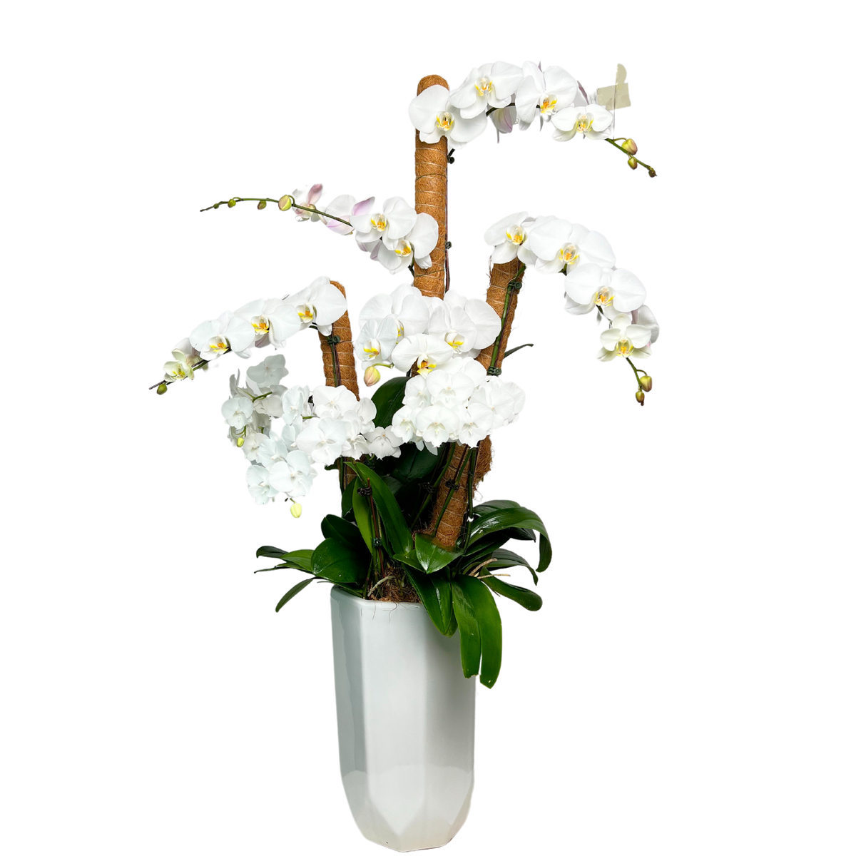 Tranquil Petals (5 Single Stem, 3 Double Stem) - Orchid Phalaenopsis
