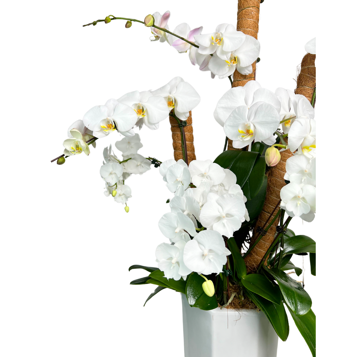 Tranquil Petals (5 Single Stem, 3 Double Stem) - Orchid Phalaenopsis