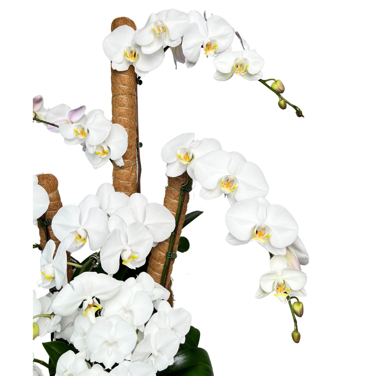 Tranquil Petals (5 Single Stem, 3 Double Stem) - Orchid Phalaenopsis