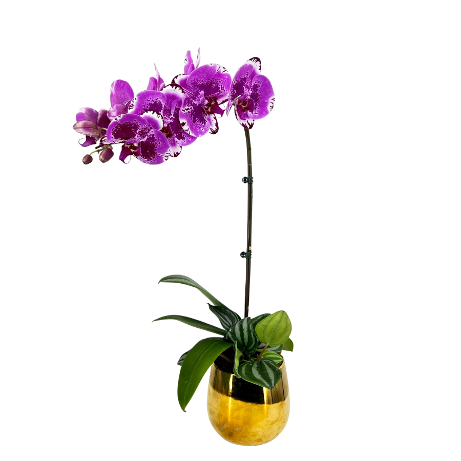 Tropical Dream (1 Single Stem) - Orchid Phalaenopsis
