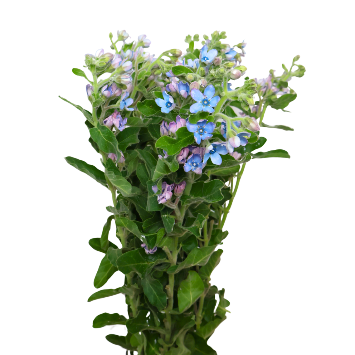 Tweedia Blue (China)