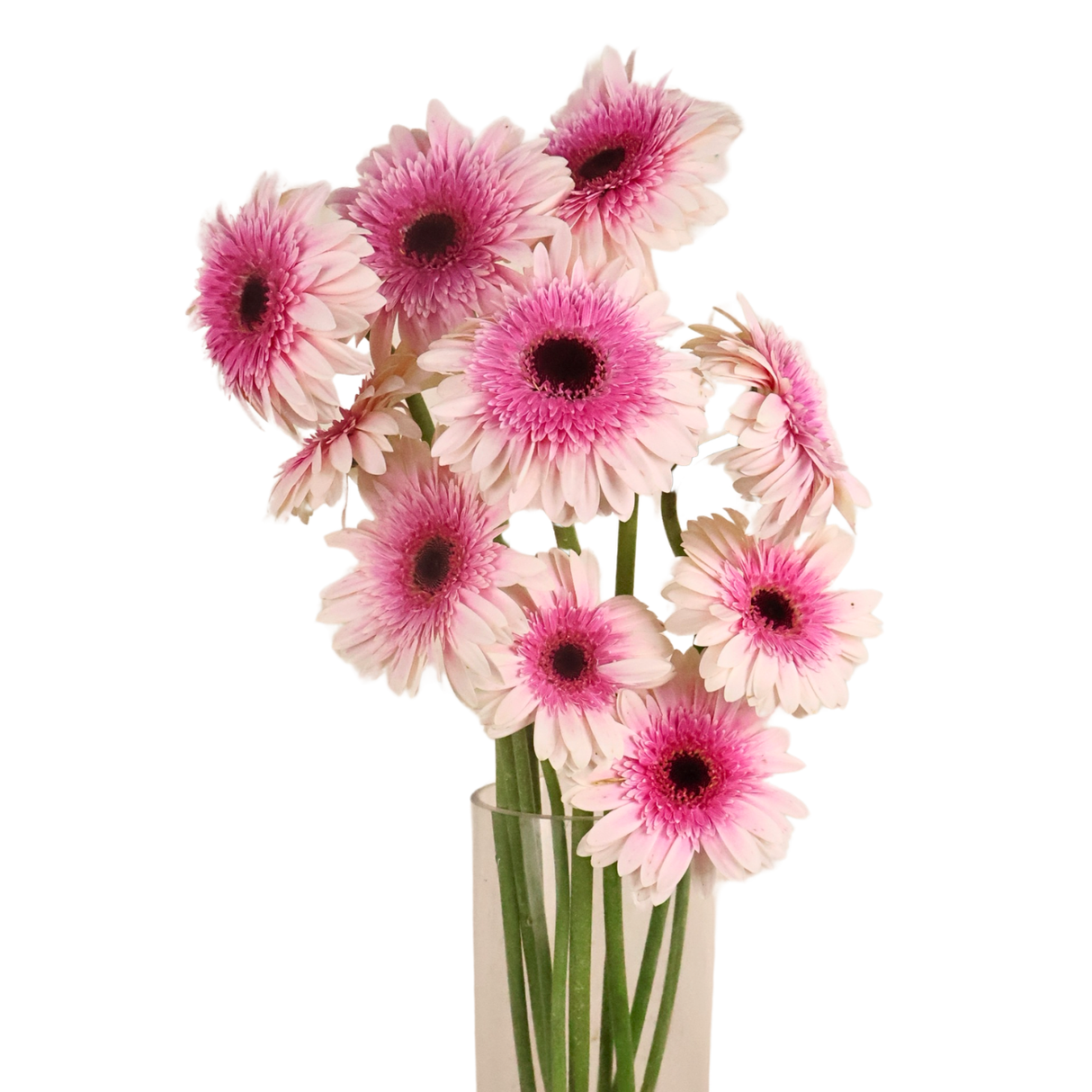 Gerbera (Malaysia)