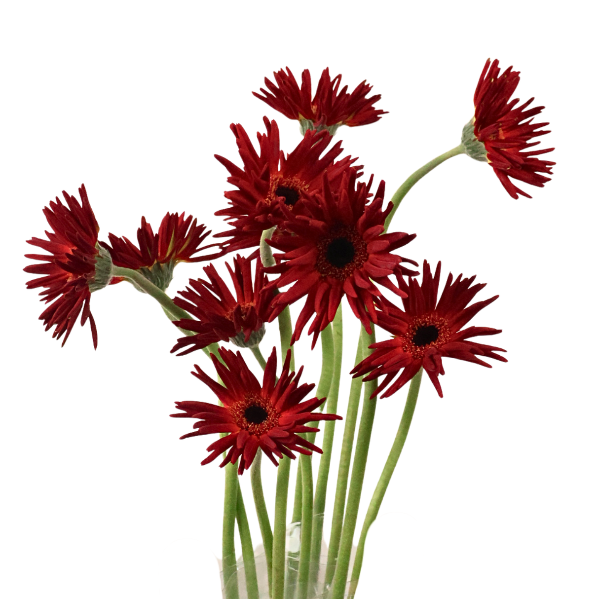 Gerbera - Spider (Malaysia)