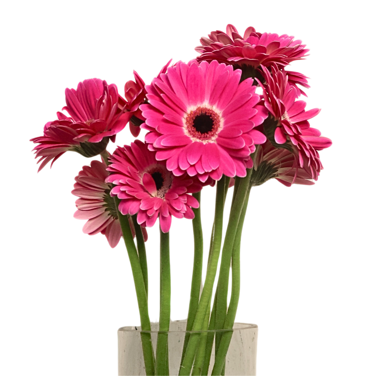 Gerbera (Malaysia)