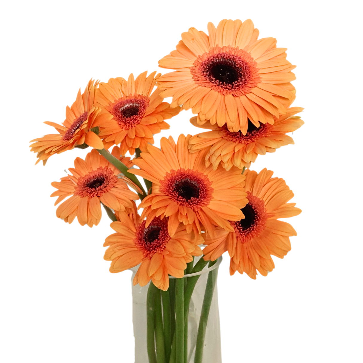 Gerbera (Malaysia)
