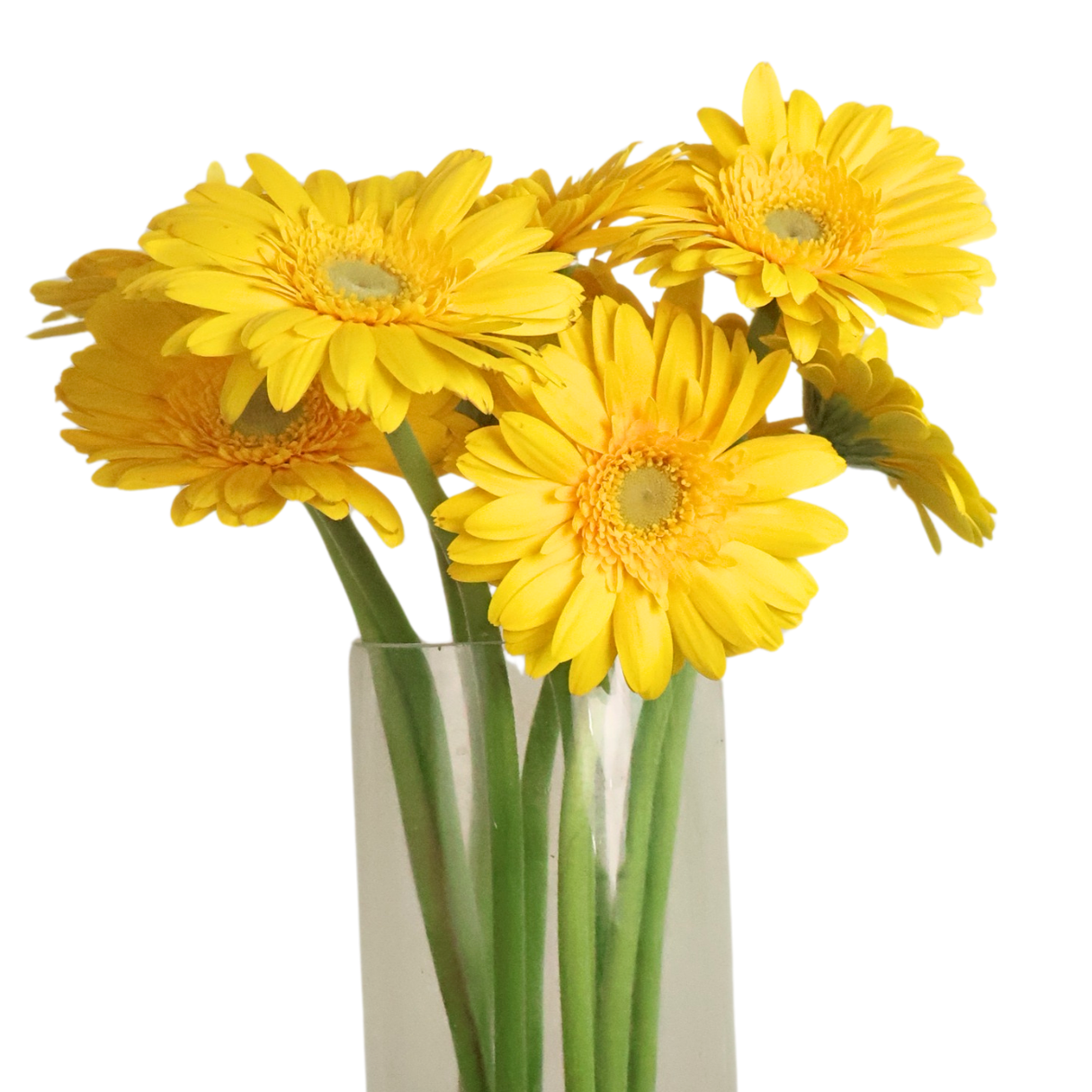 Gerbera (Malaysia)