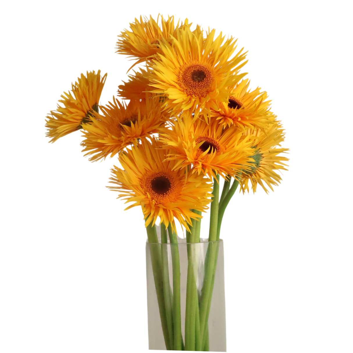 Gerbera - Spider (Malaysia)