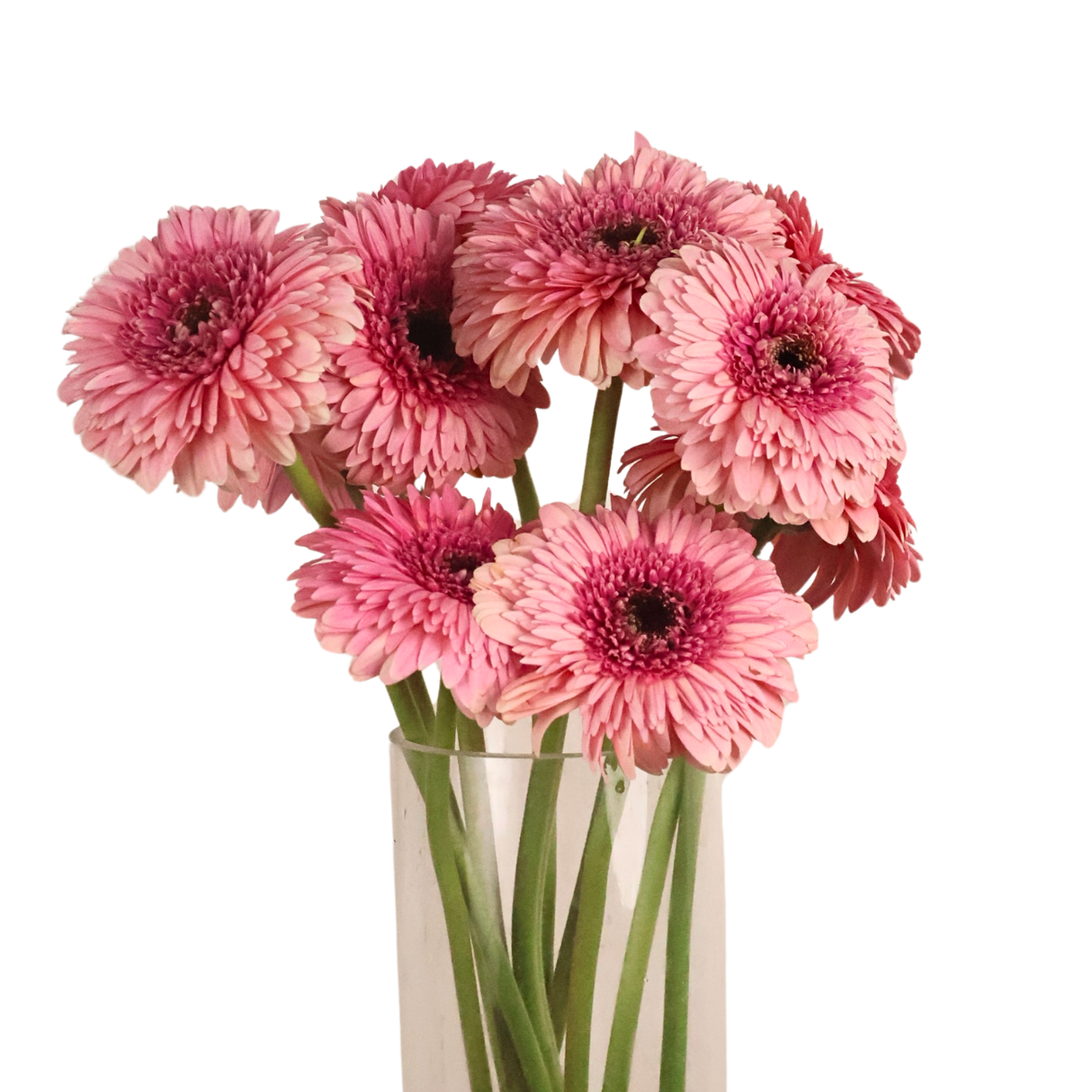 Gerbera - Double Petal (Malaysia)