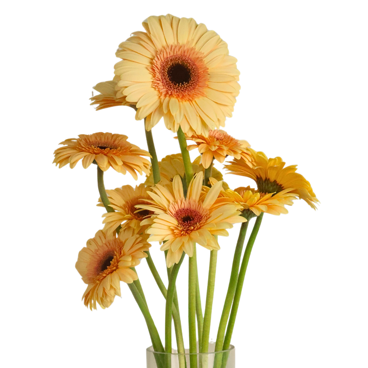 Gerbera (Malaysia)