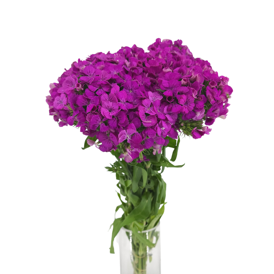 Verbena Color (China)