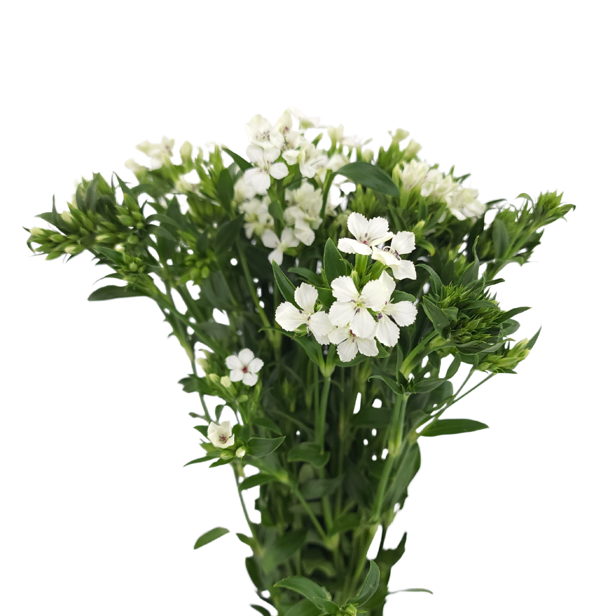 Verbena Color (China)