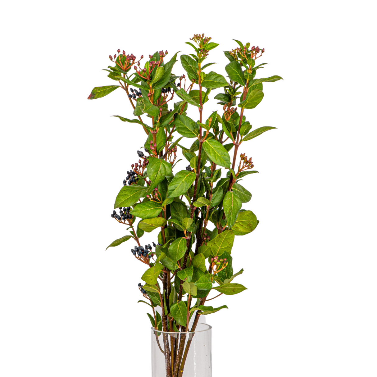 Viburnum berry (New Zealand)