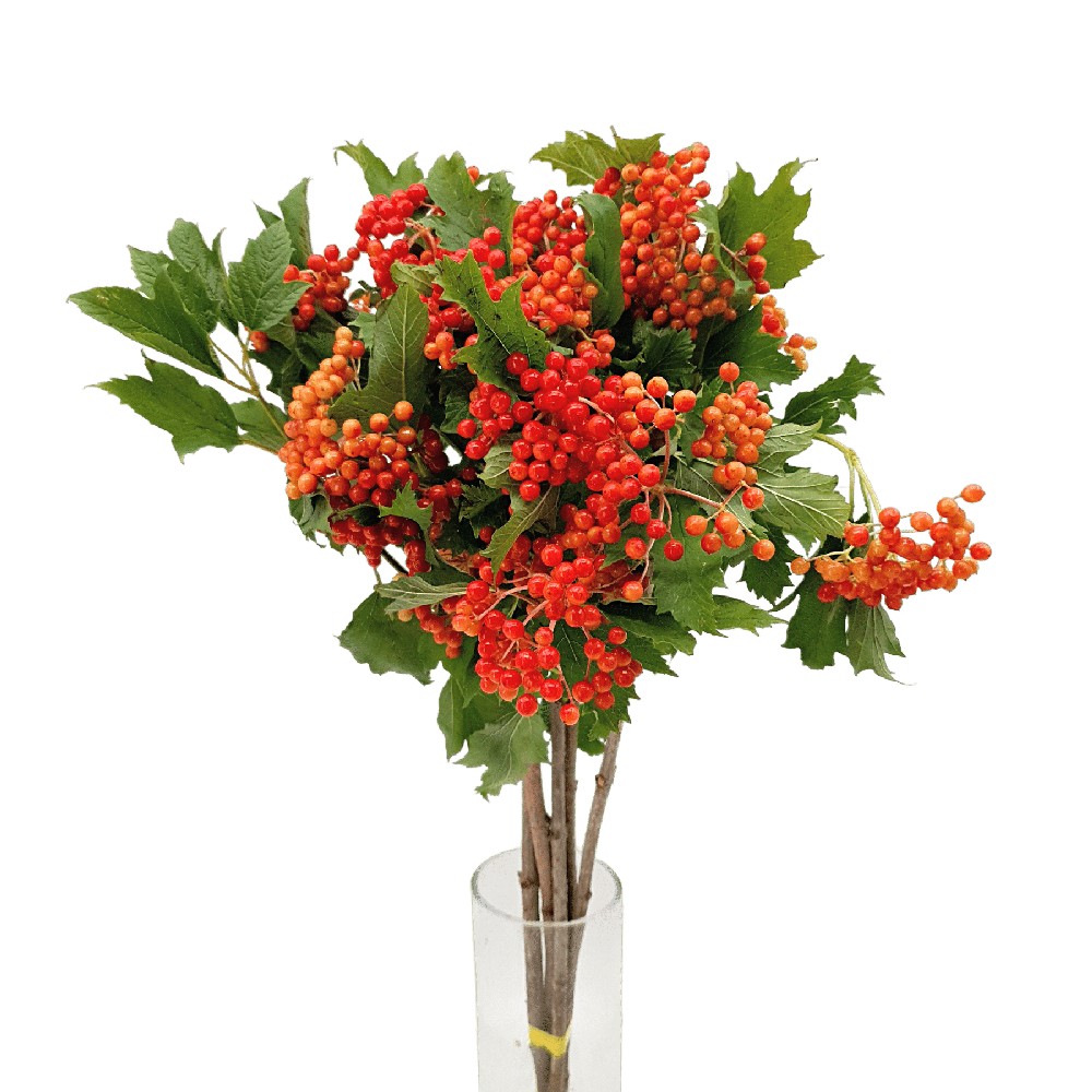 Viburnum Campactum (Holland)