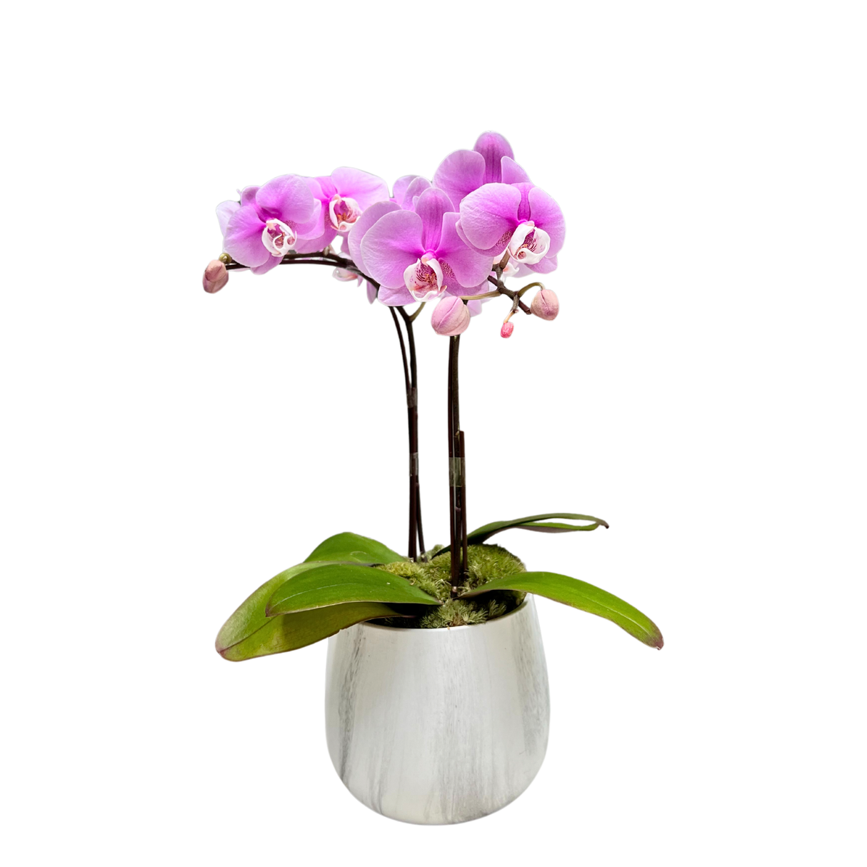 Pink and purple flowerpot with houseplant.