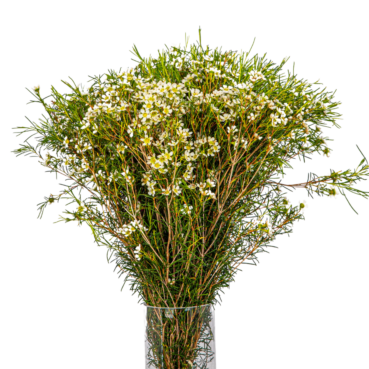 Wax Flower (South Africa) - 25 stk