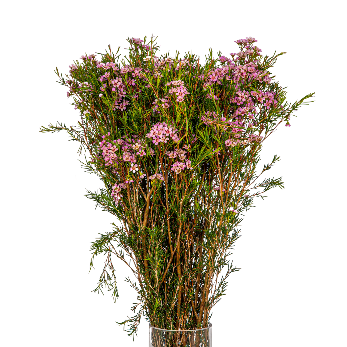 Wax Flower (Australia) - 10 stk