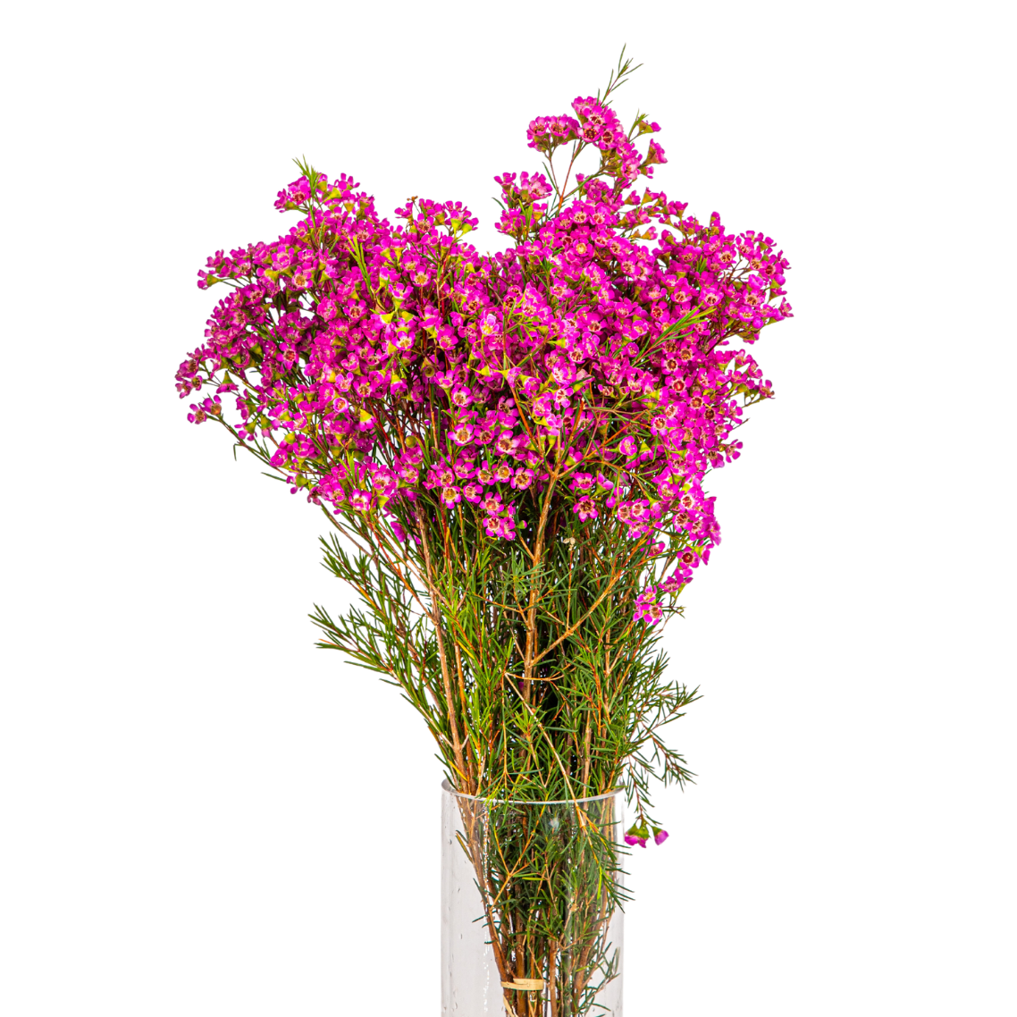 Wax Flower (Australia) - 10 stk