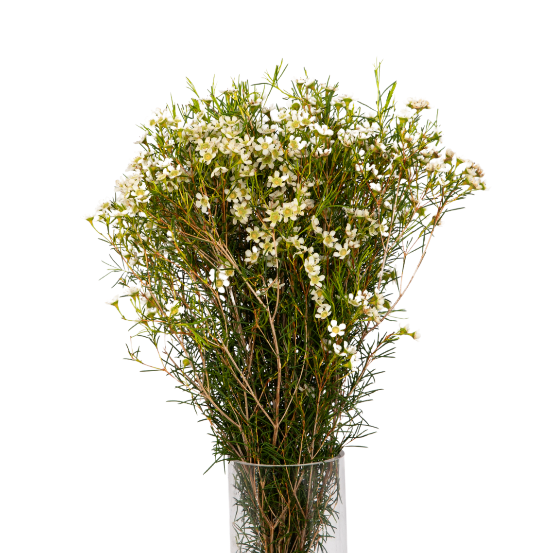 Wax Flower (Australia) - 10 stk