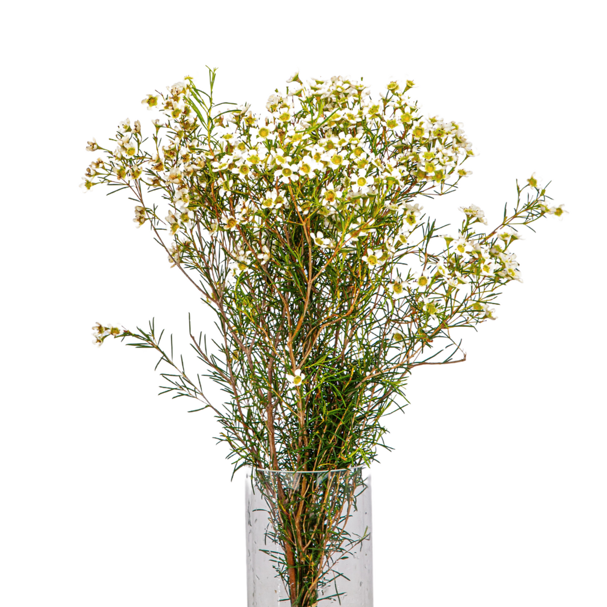 Wax Flower (South Africa) - 10 stk