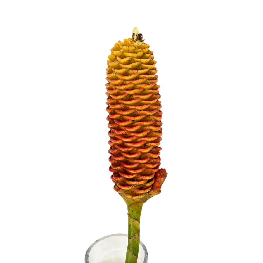 Ginger Torch (Malaysia)