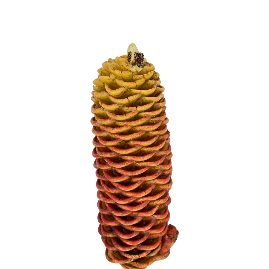 Ginger Torch (Malaysia)