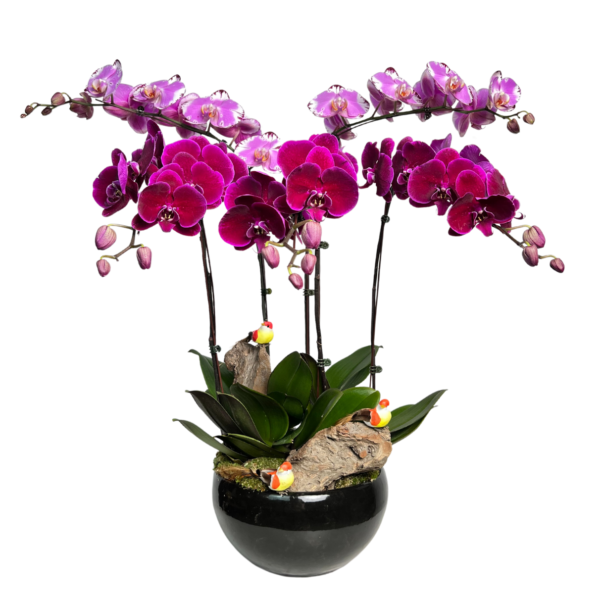 Winged Whispers (5 Single Stem) - Orchid Phalaenopsis