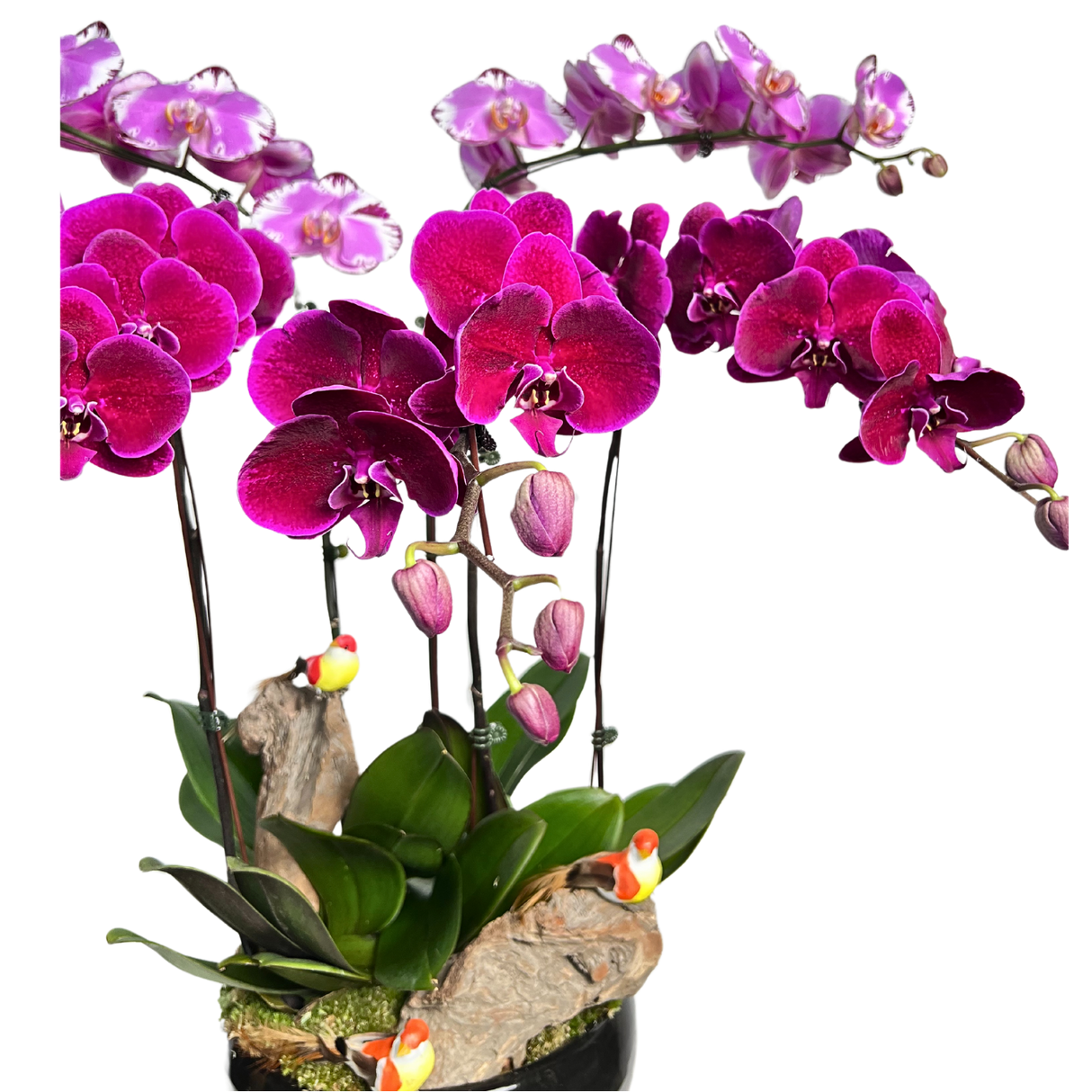 Winged Whispers (5 Single Stem) - Orchid Phalaenopsis