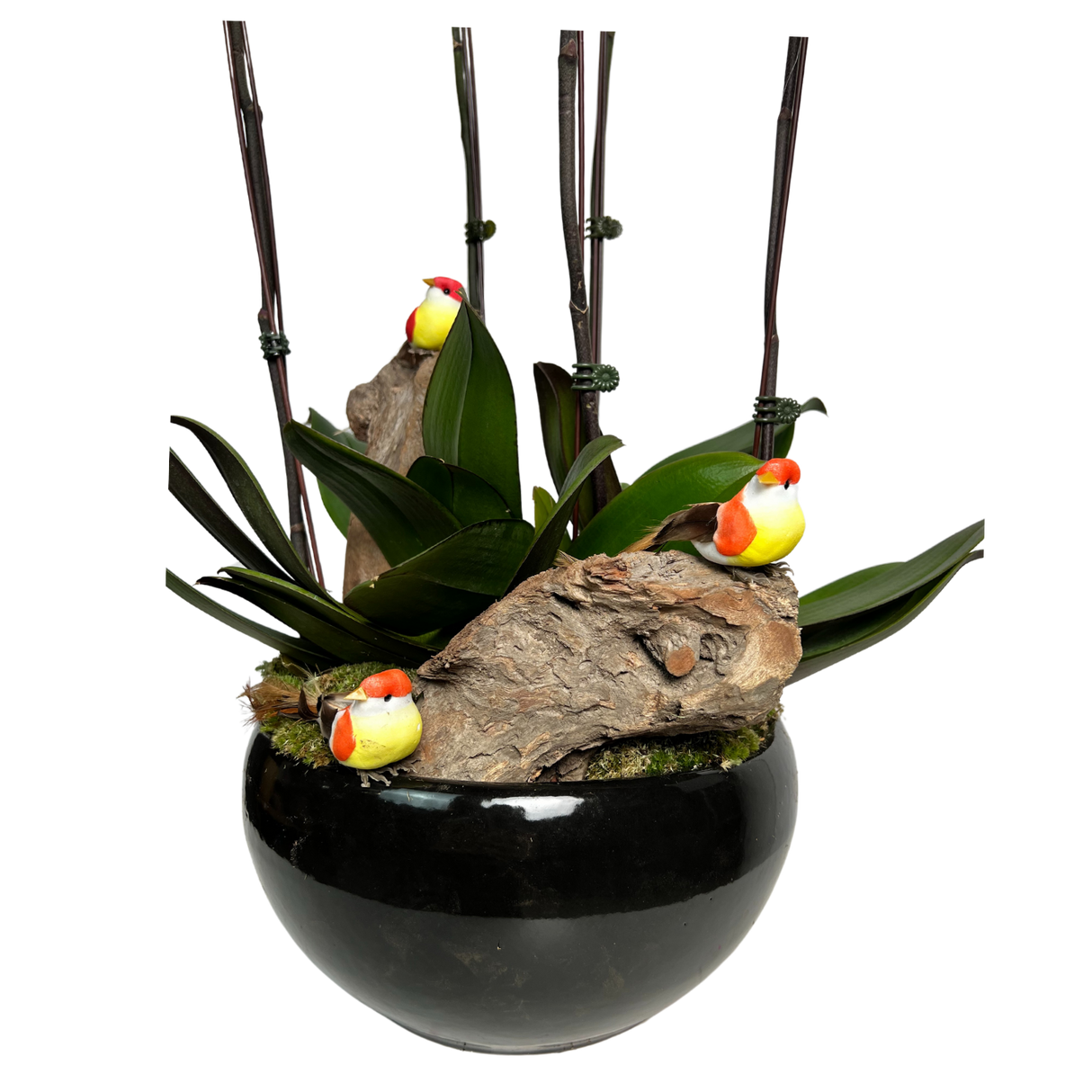 Winged Whispers (5 Single Stem) - Orchid Phalaenopsis