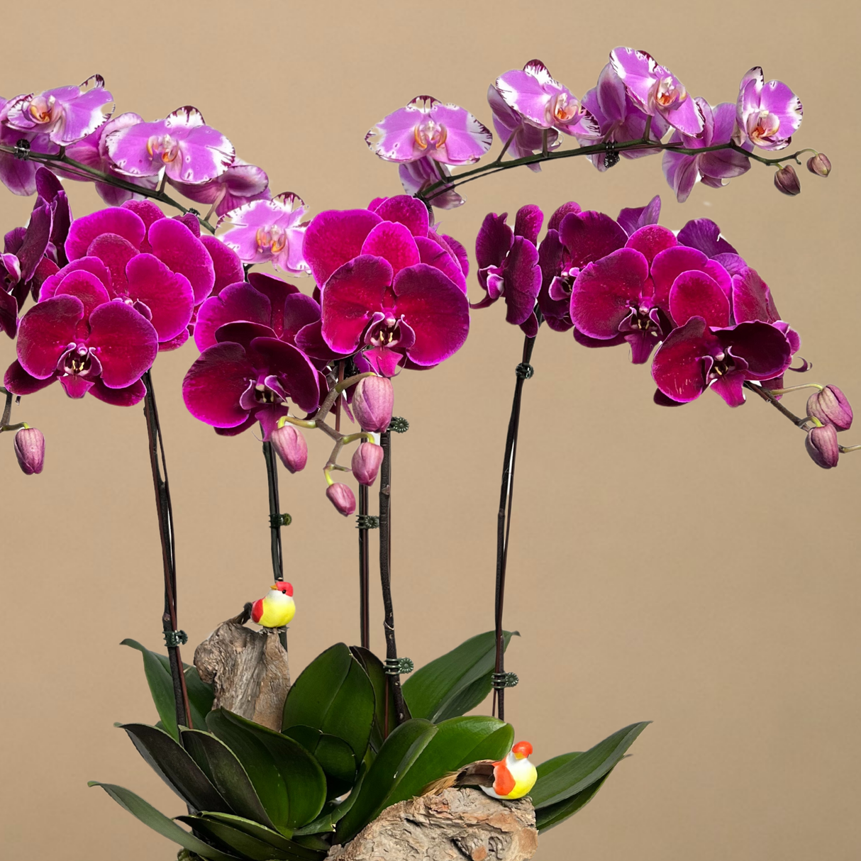 Winged Whispers (5 Single Stem) - Orchid Phalaenopsis