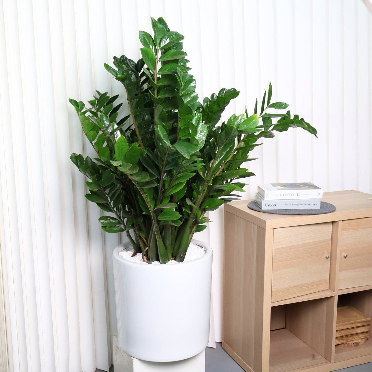 金のなる木 Zamioculcas zamiifolia Zamioculcas zamiifolia (ZZ plant) Money Plant in Ceramic Pot